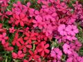  columbia phlox,phlox iceberg